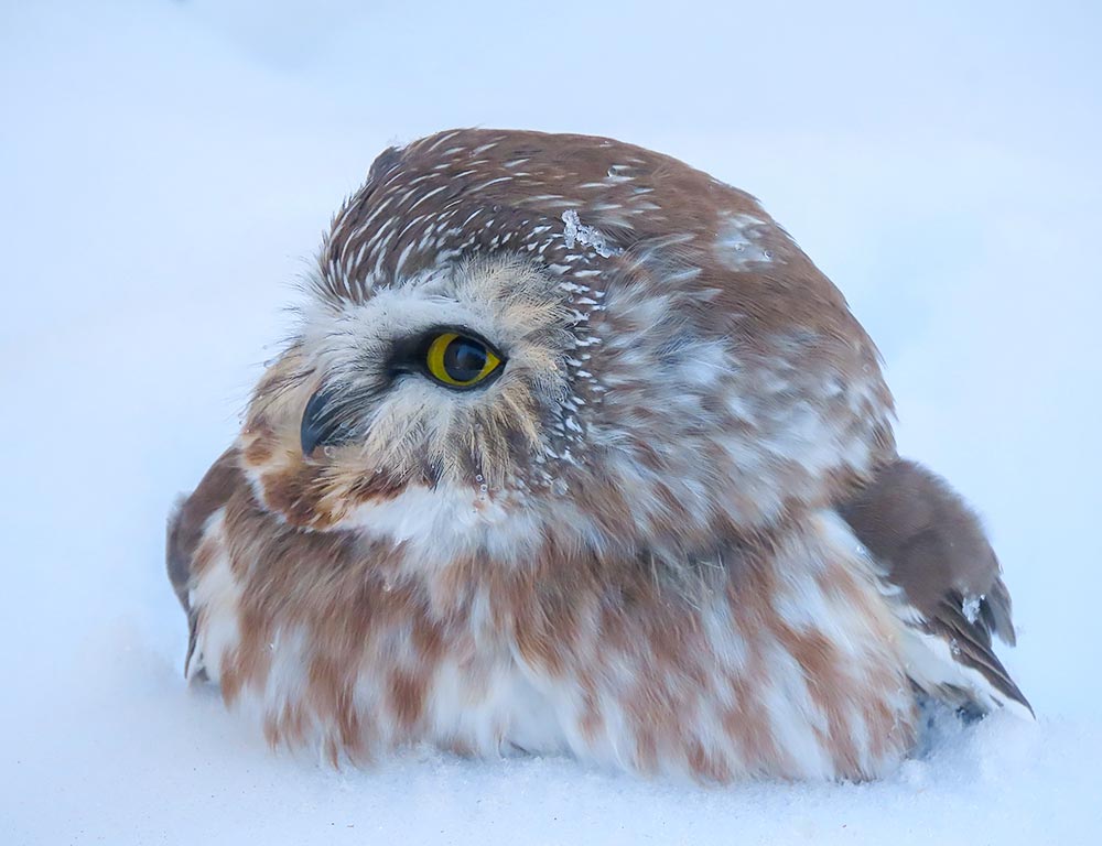 Northern Saw-whet Owl