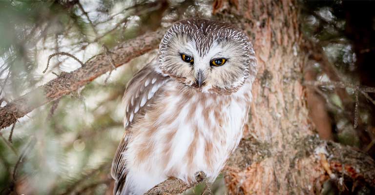 Northern Saw-whet Owl