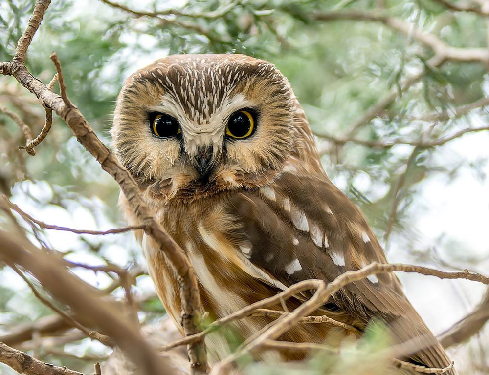 Northern Saw-whet Owl