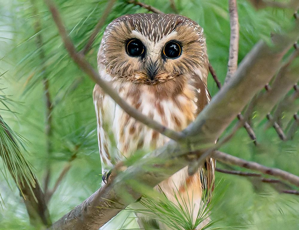 Northern Saw-whet Owl