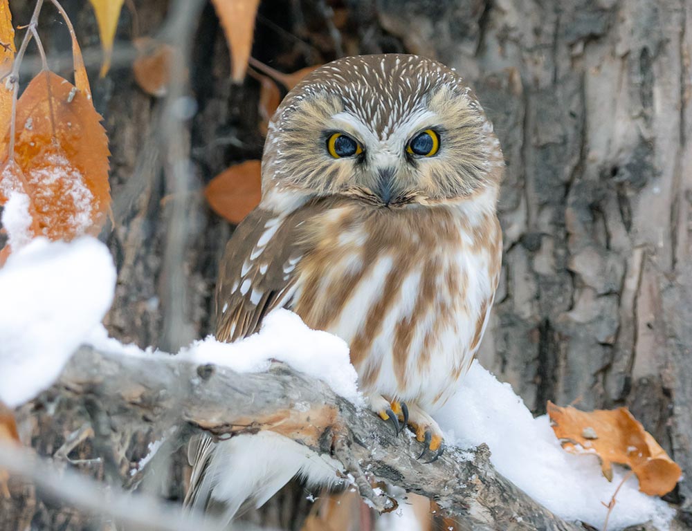 Northern Saw-whet Owl