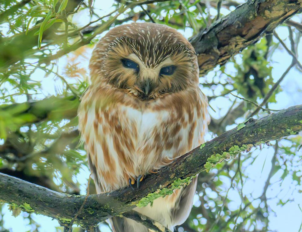 Northern Saw-whet Owl