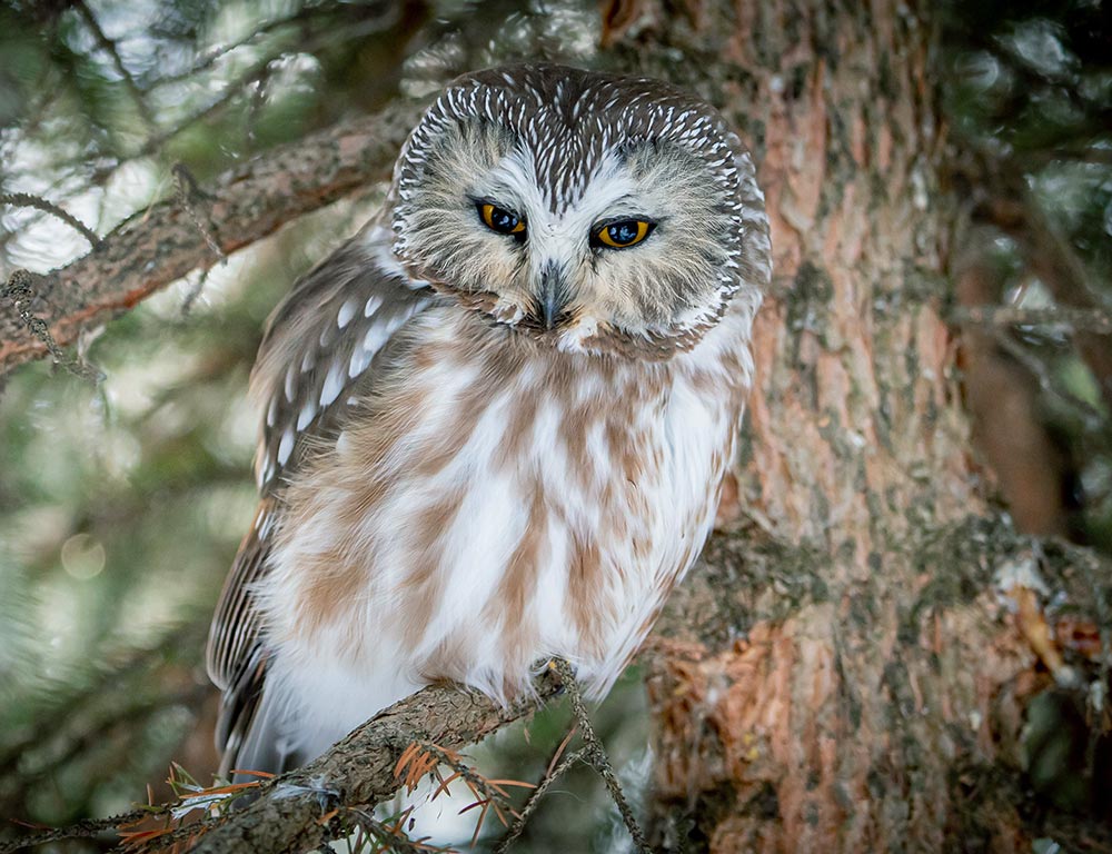 Northern Saw-whet Owl