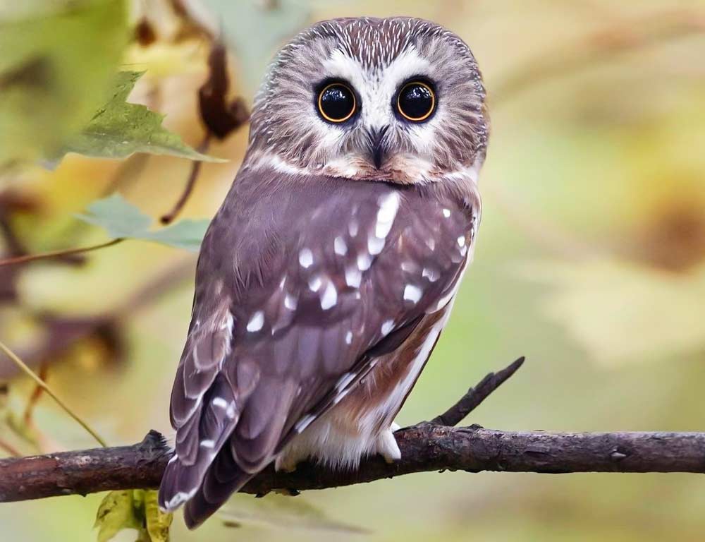 Northern Saw-whet Owl