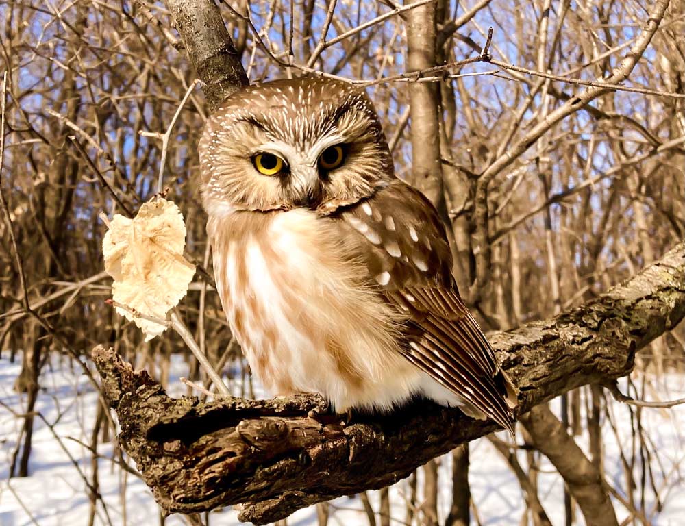 Northern Saw-whet Owl