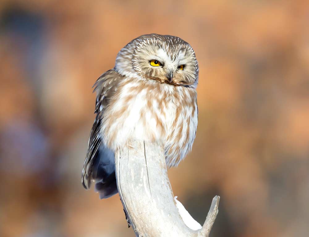 Northern Saw-whet Owl