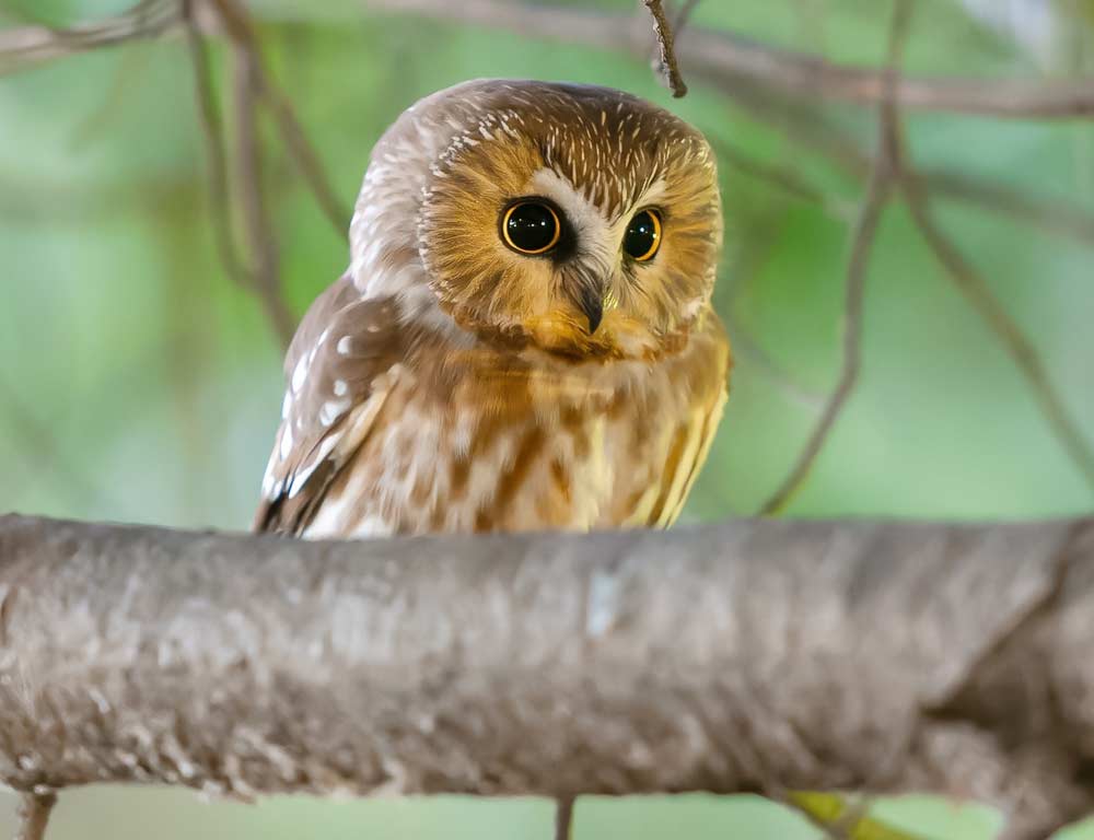 Northern Saw-whet Owl