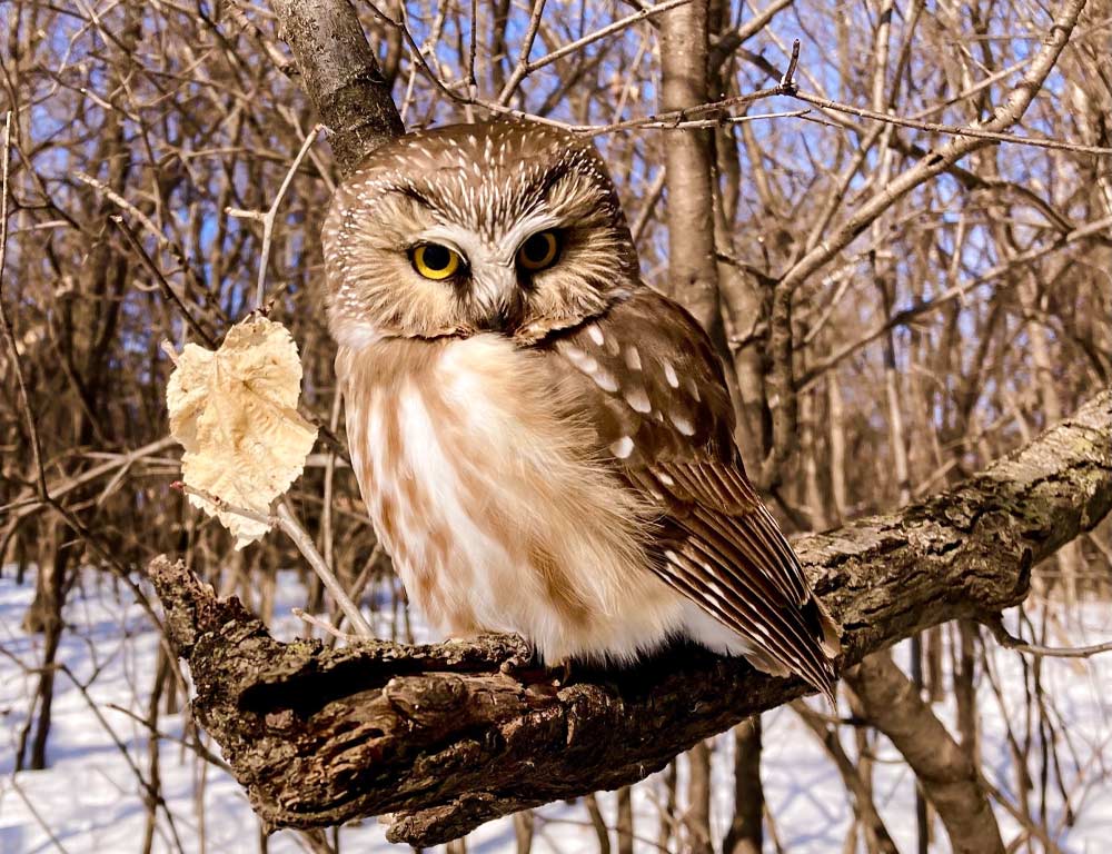 Northern Saw-whet Owl