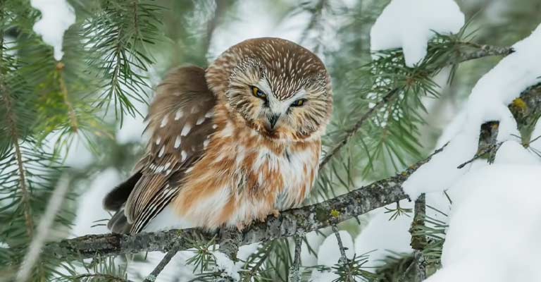 Northern Saw-whet Owl Life History