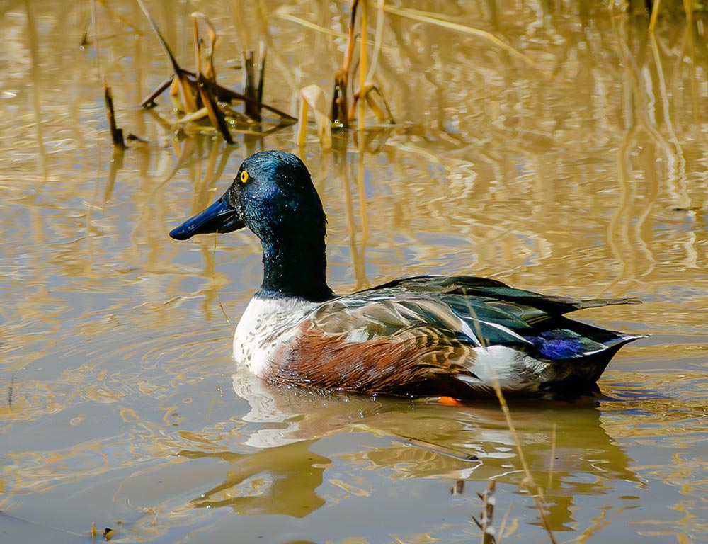 Northern Shoveler