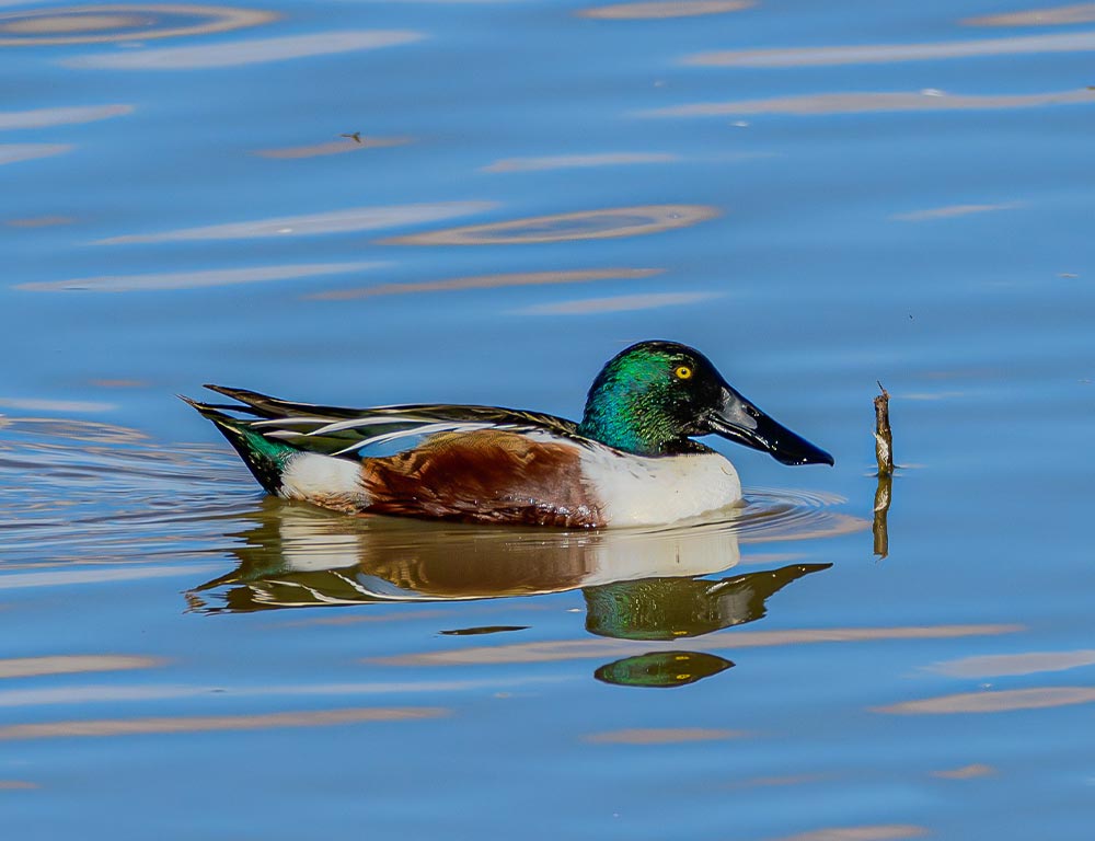 Northern Shoveler