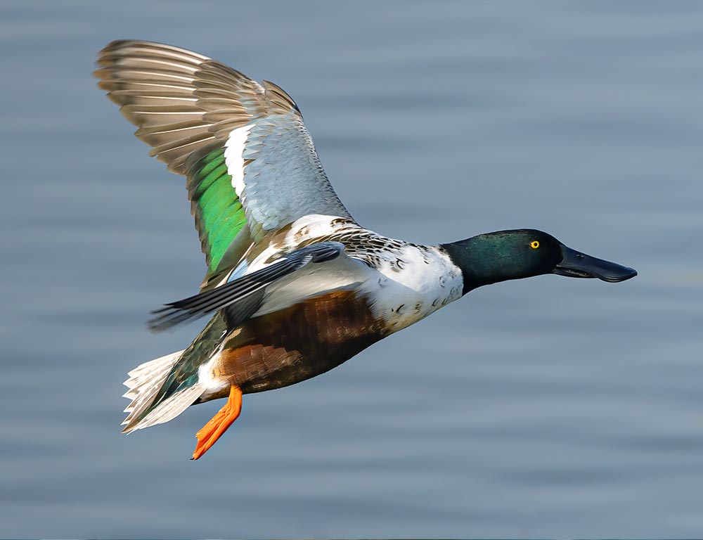 Northern Shoveler