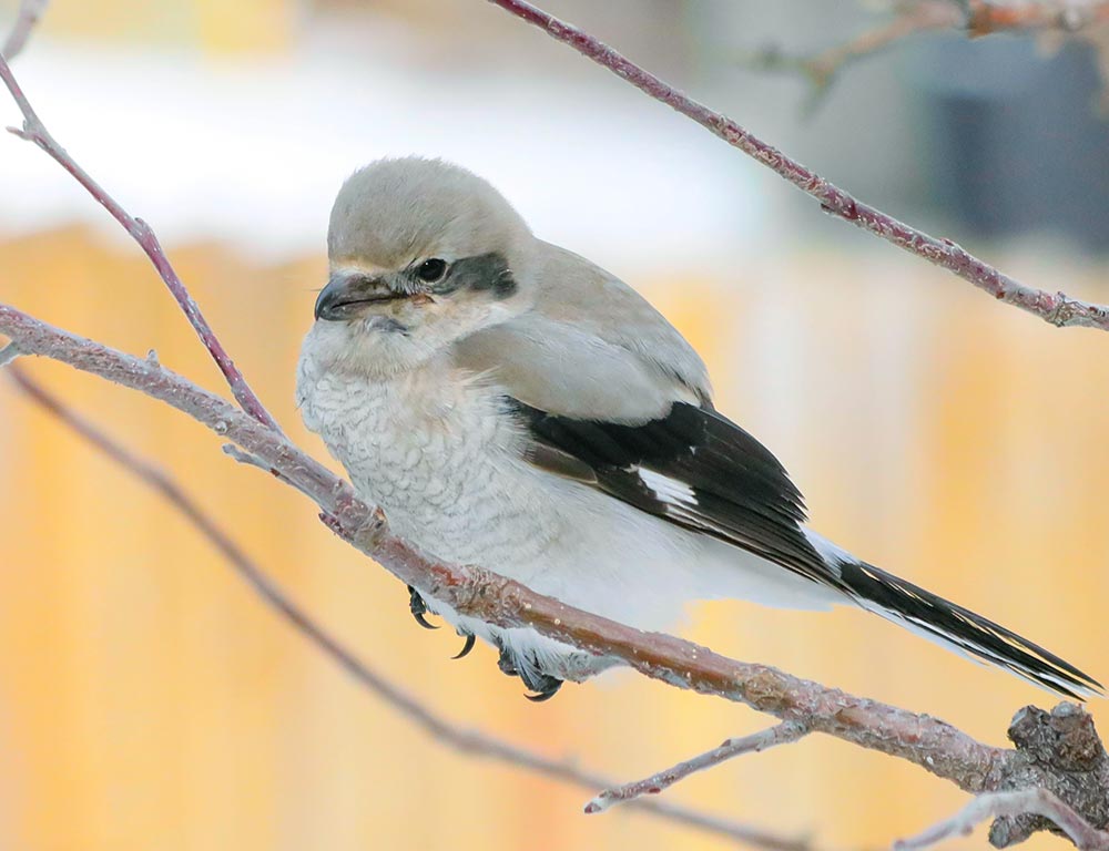 Northern Shrike