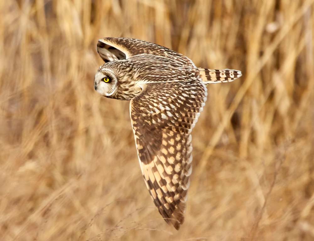 Northern Spotted Owl