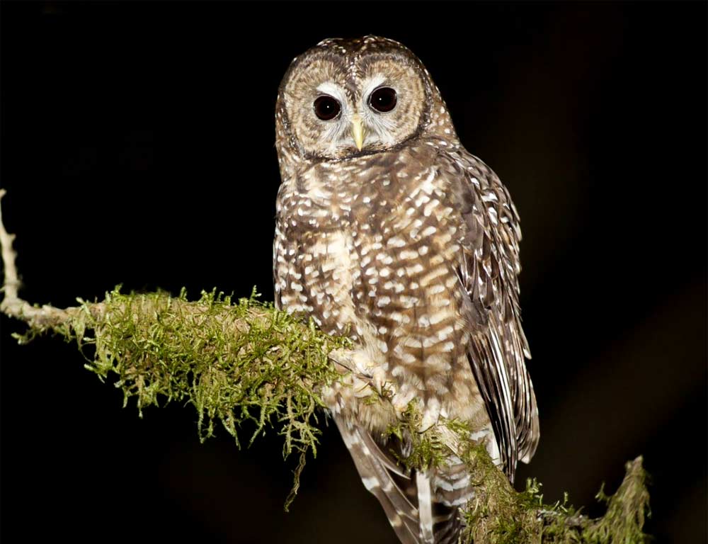 Northern Spotted Owl