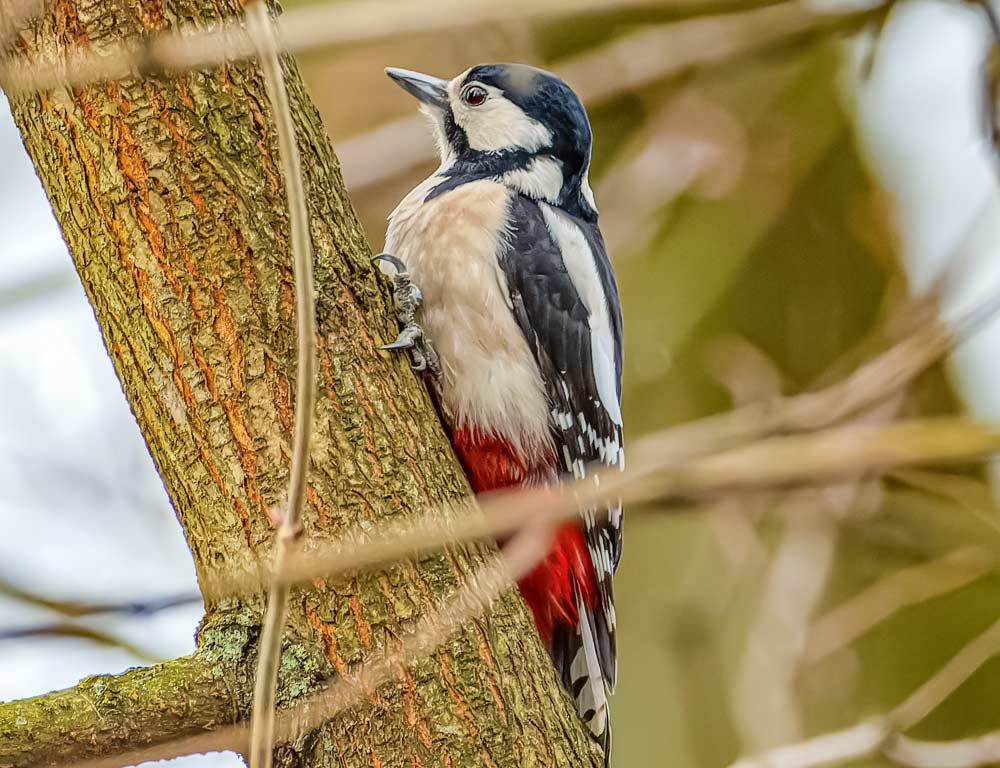 Nuttall's Woodpecker