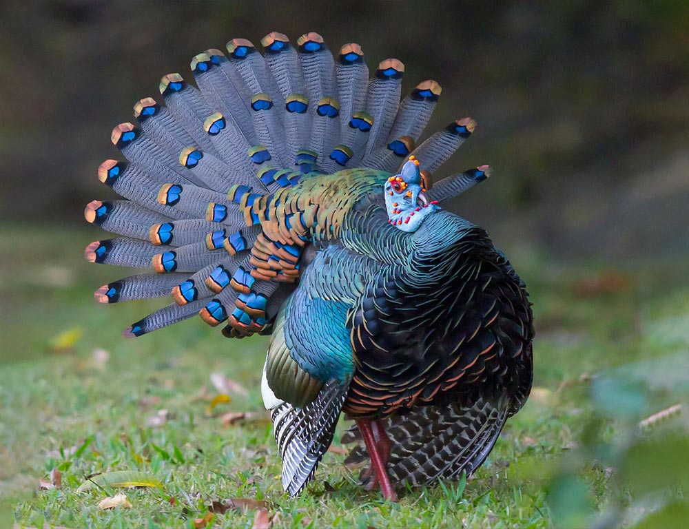 Ocellated Turkeys