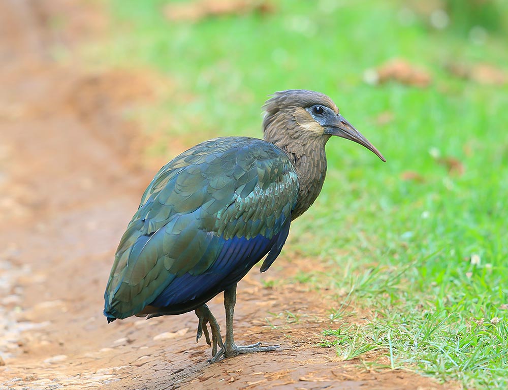 Olive Ibis