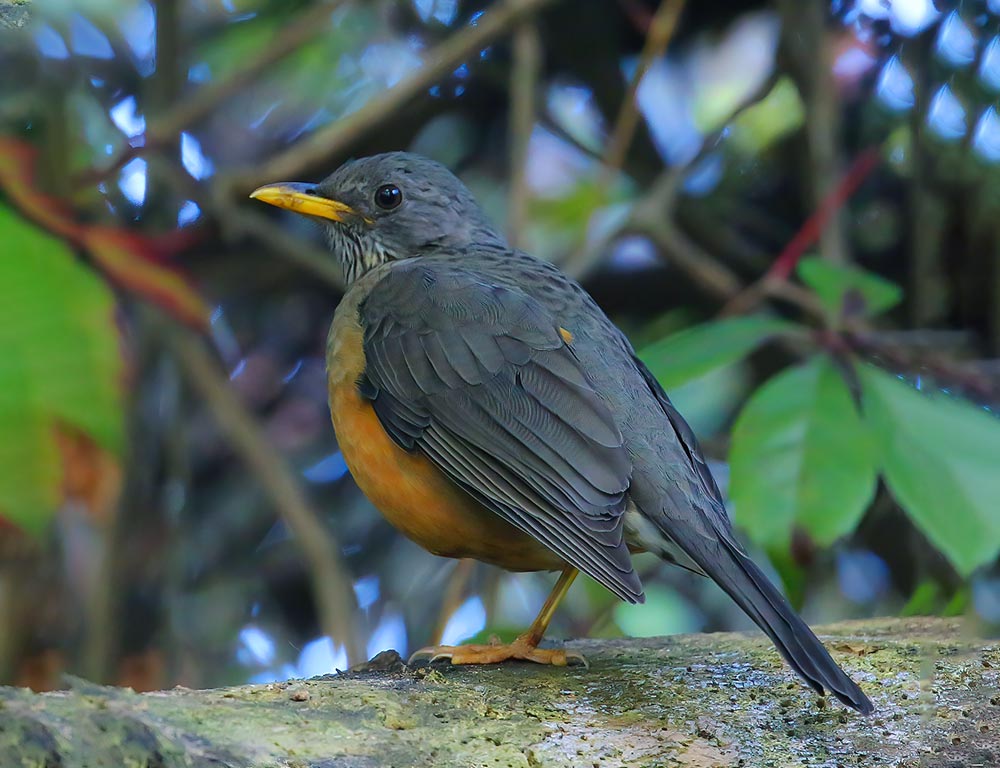 Olive Thrush