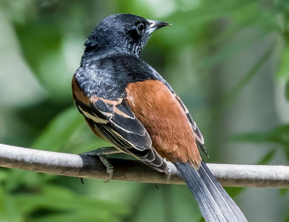 Orchard Oriole