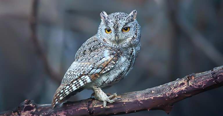 Oriental Scops Owl