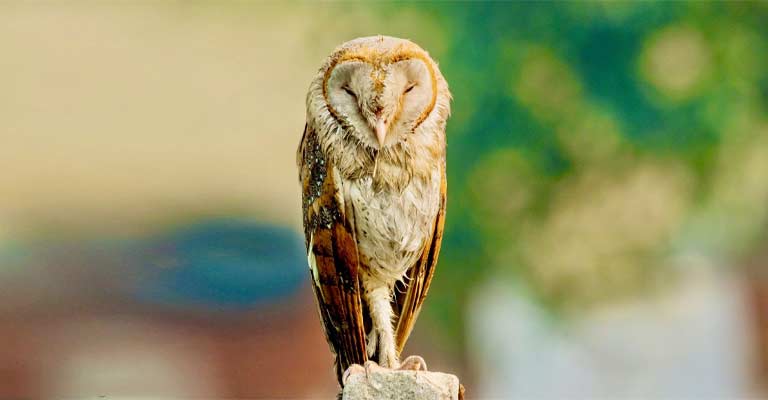 Oriental scops owl
