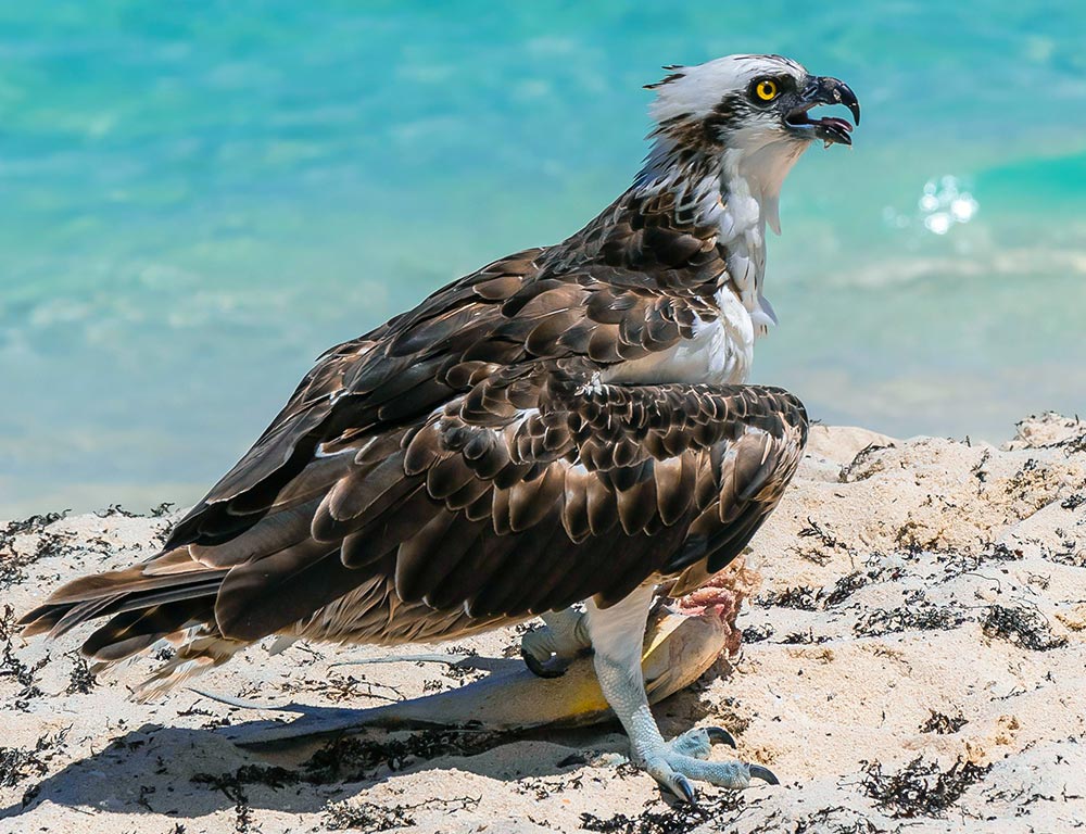 Osprey