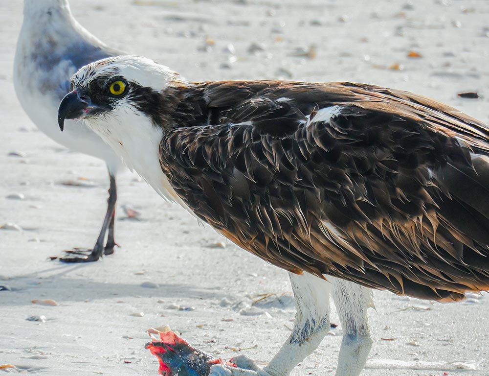 Osprey