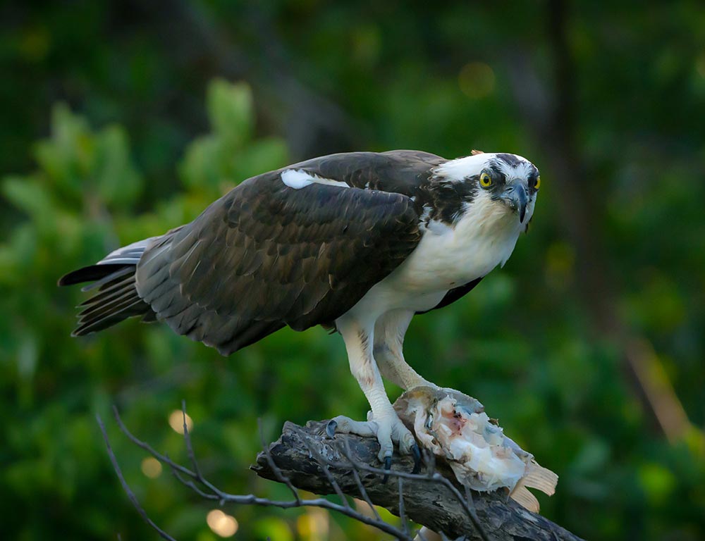 Osprey