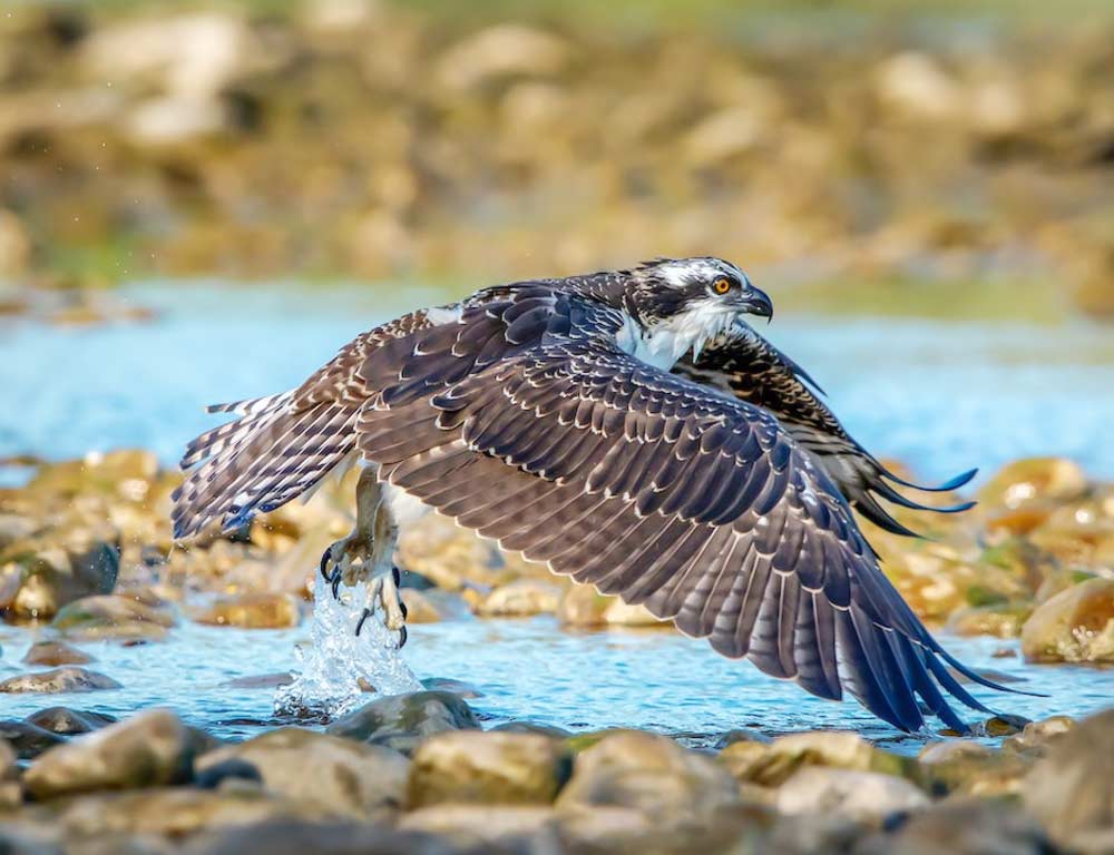 Osprey