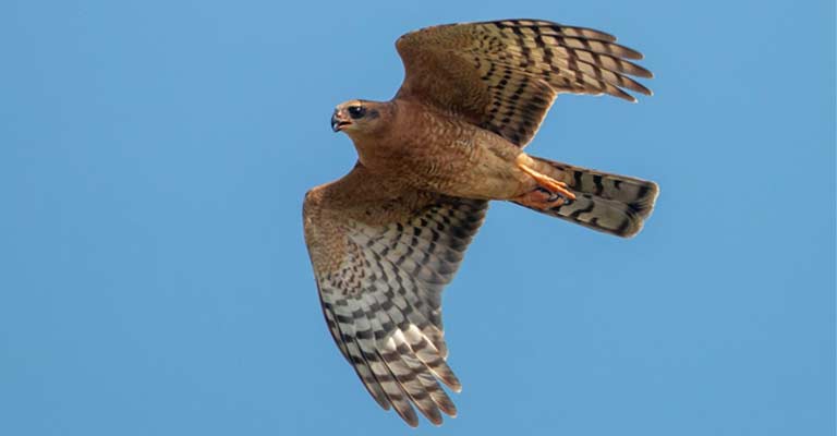 Ovambo Sparrowhawk As a Predator