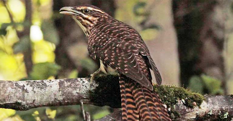 Pacific Long-tailed Cuckoo Life History