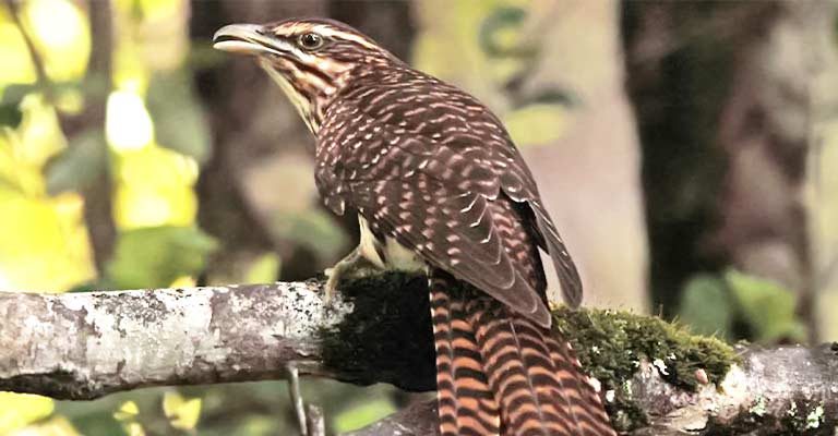 Pacific Long-tailed Cuckoo