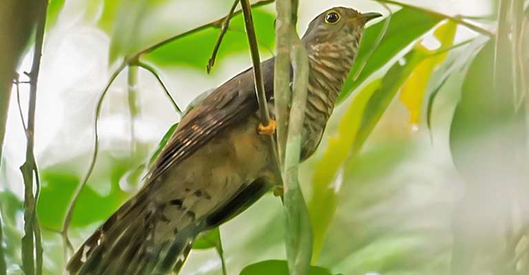 Pacific long-tailed cuckoo