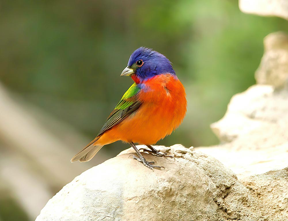 Painted Bunting