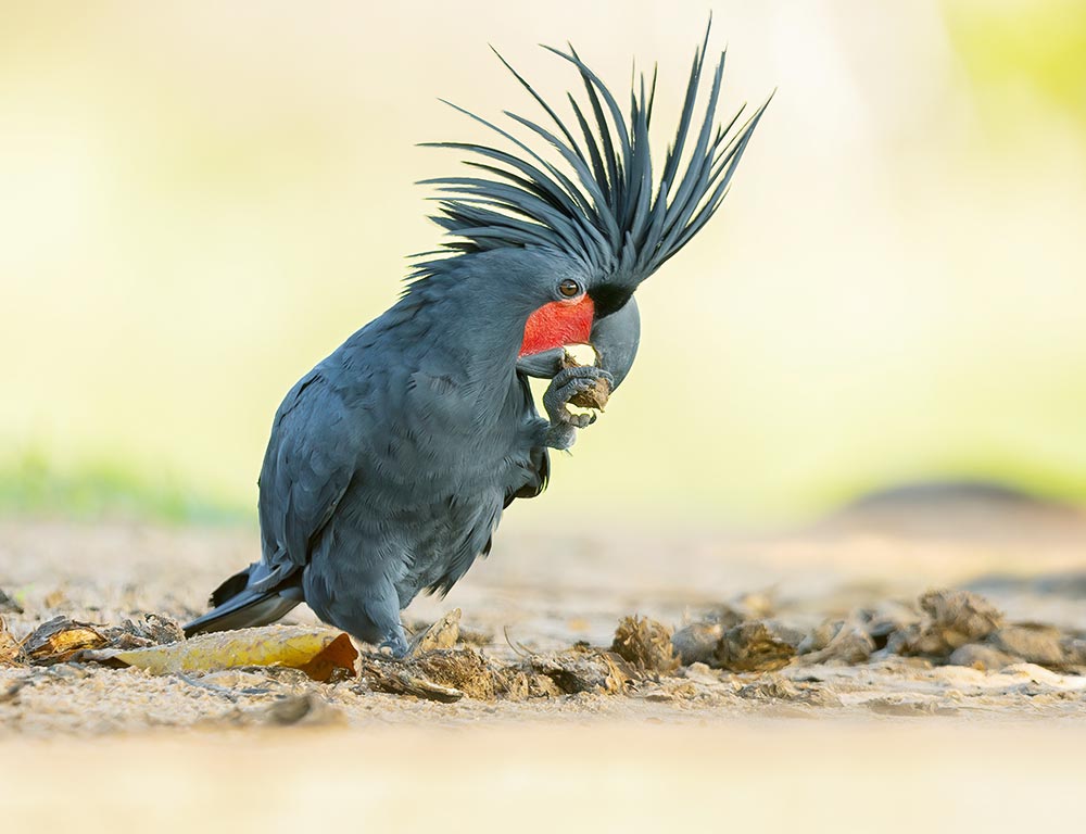 Palm Cockatoo