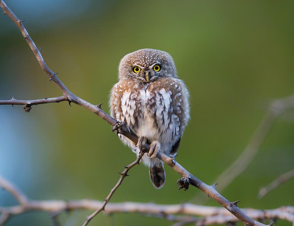 Pearl-spotted Owlet