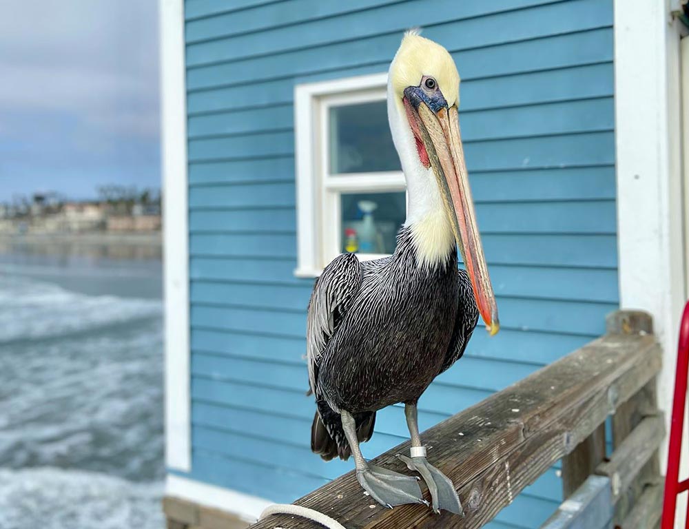 Pelicans in California