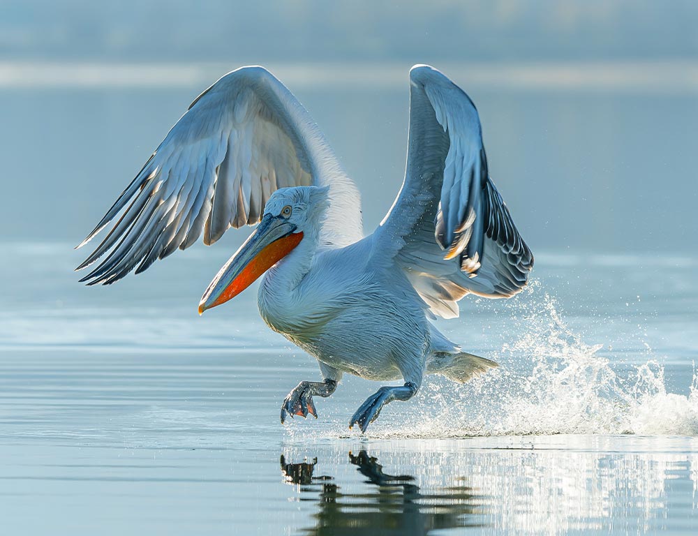 Pelicans in California