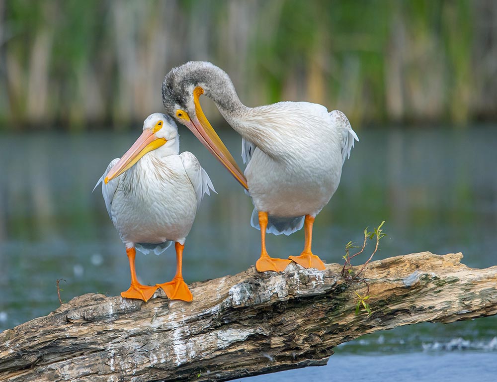 Pelicans in Wisconsin