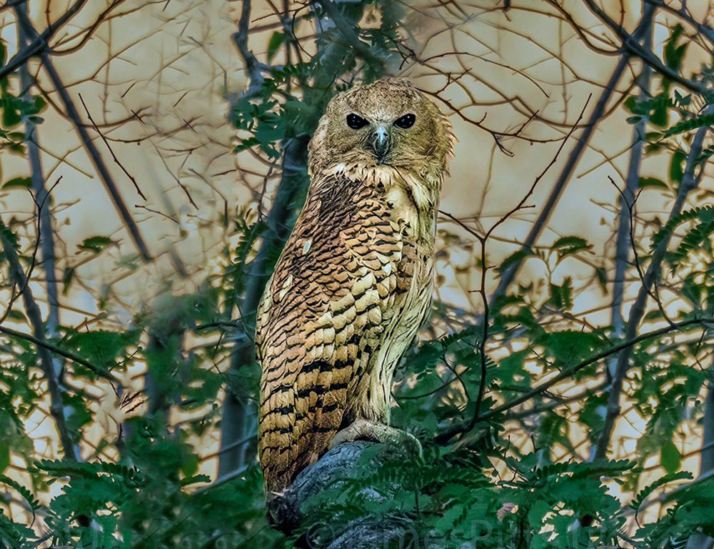 Pel's Fishing Owl