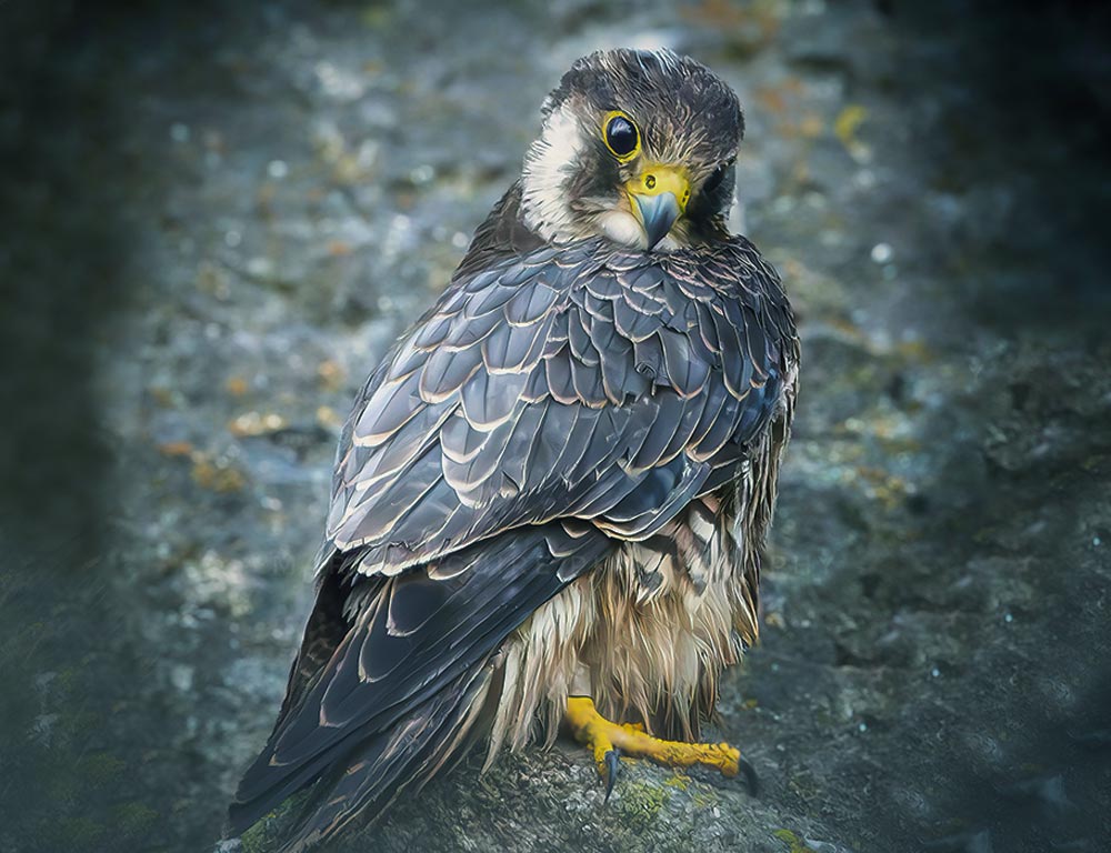 Peregrine Falcon