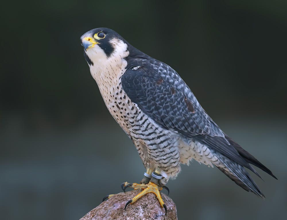 Peregrine Falcon