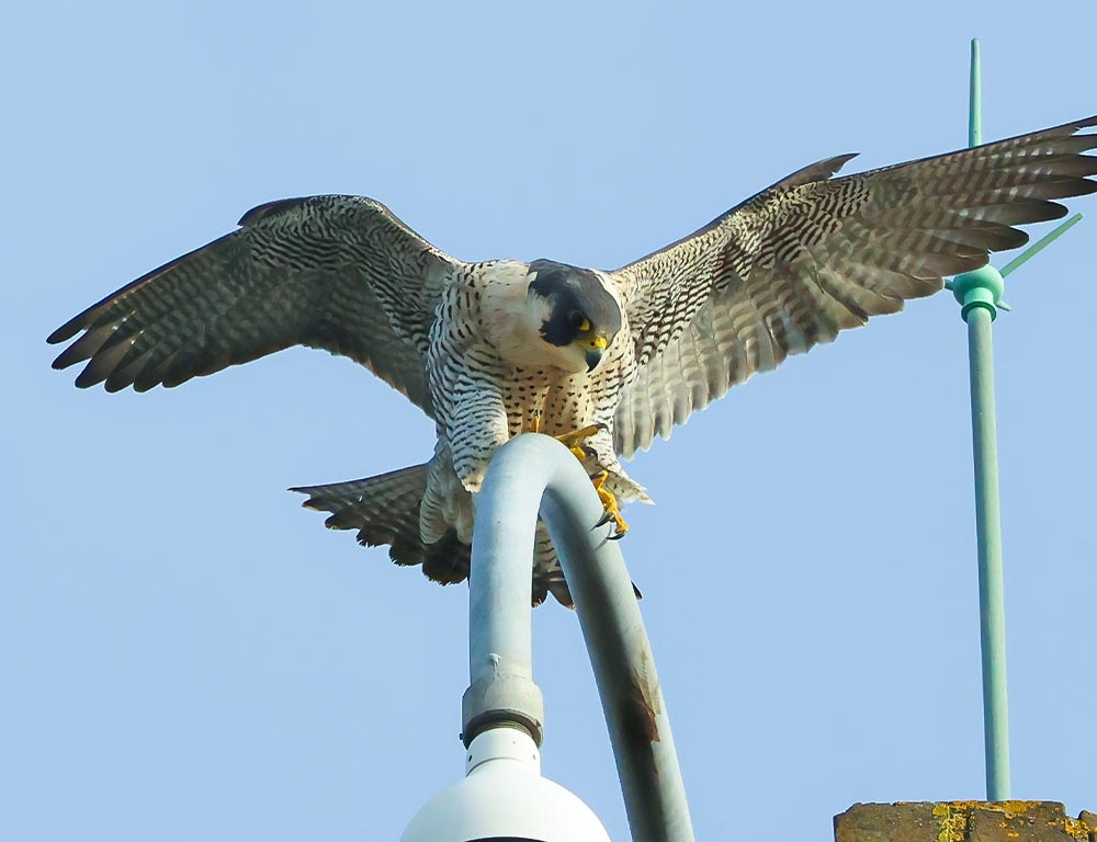 Peregrine Falcon