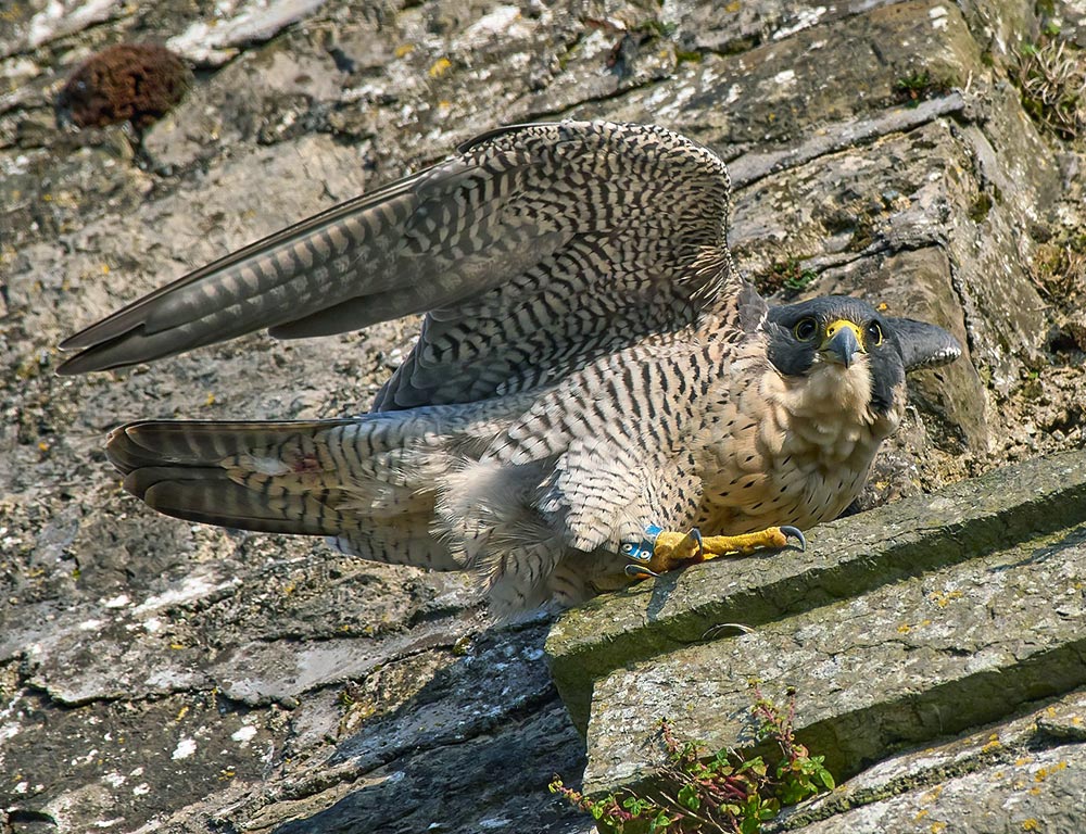 Peregrine Falcon