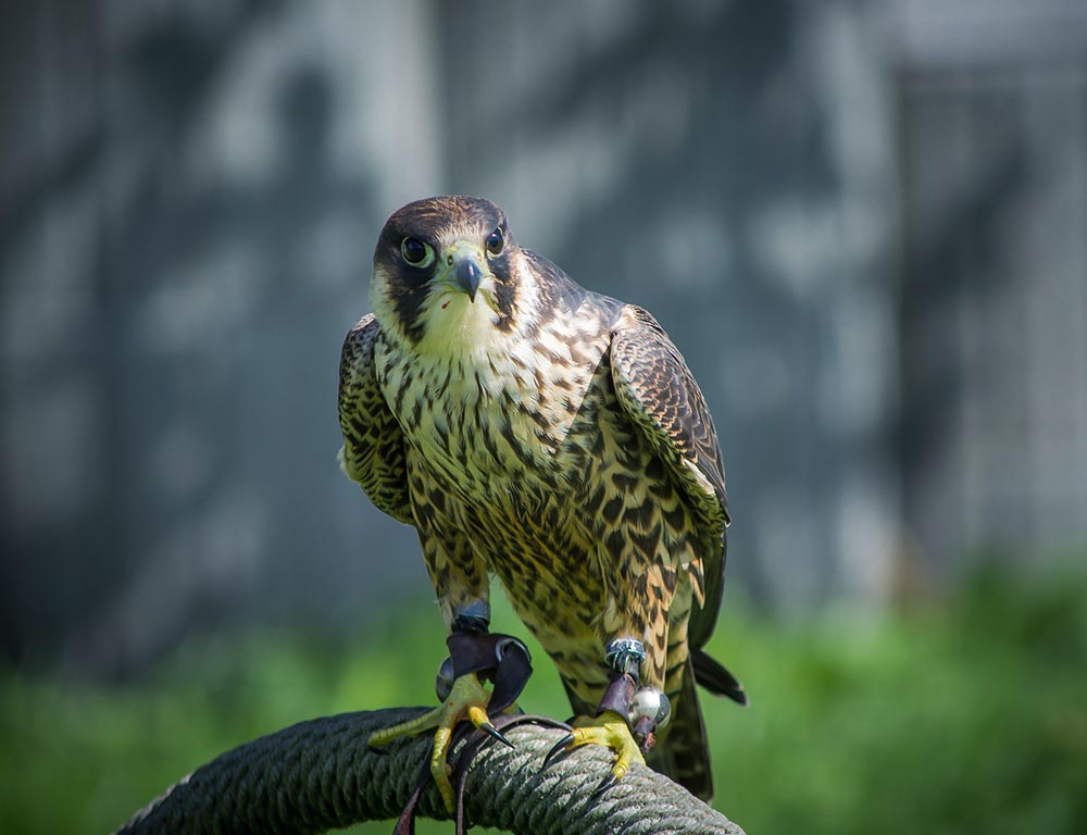 Peregrine Falcon