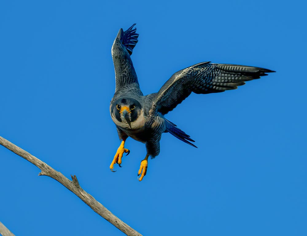 Peregrine Falcon