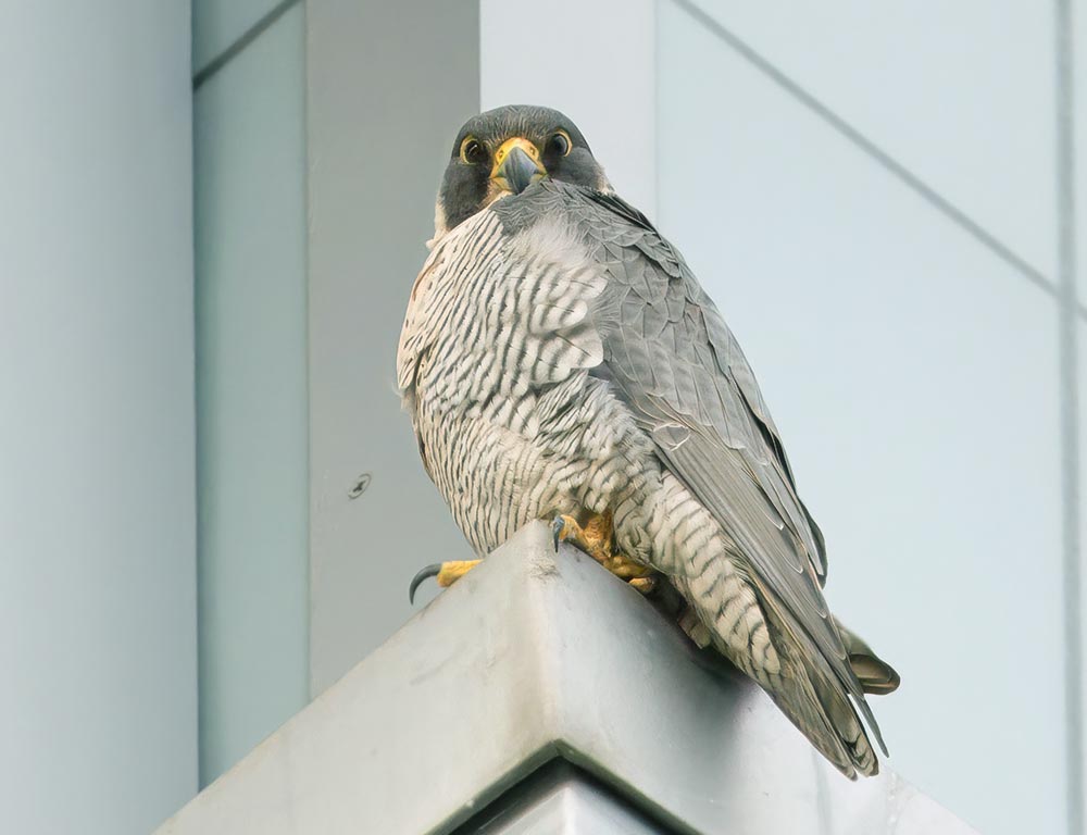 Peregrine Falcon