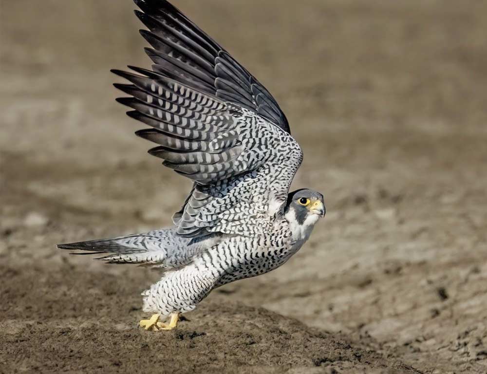 Peregrine Falcon