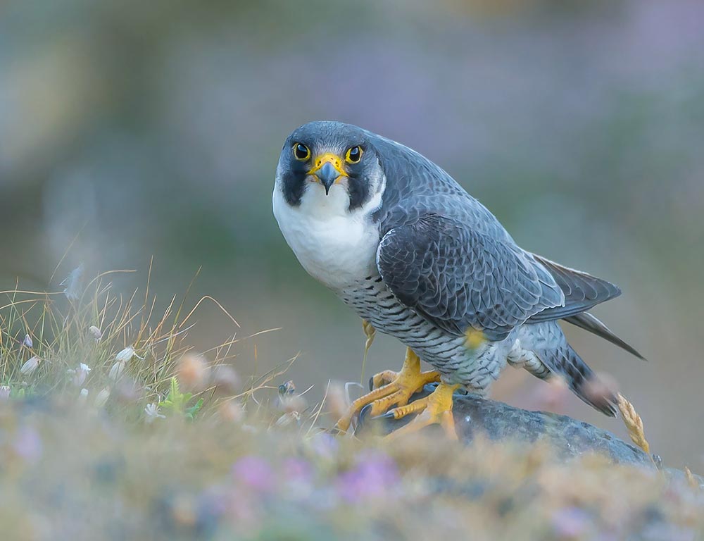 Peregrine Falcon